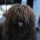Perro de Agua Francés o Barbet