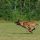 Malinois