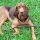 Bloodhound