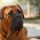 Mastiff