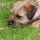 Border Terrier