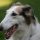 Borzoi