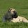 Bullmastiff
