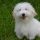 Coton de Tulear