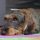 Dachshund de pelo duro