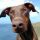 Dobermann