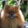 Pomerania