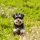 Schnauzer