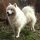 Samoyedo