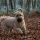 Soft Coated Wheaten Terrier Irlandés