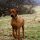 Perro Crestado Rodesiano
