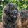 Leonberger