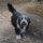 Bobtail