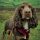 Field Spaniel