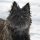 Cairn Terrier