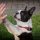 Boston Terrier