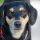 Manchester Terrier