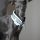 Pequeño Galgo Italiano