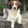 Nederlandse Kooikerhondje