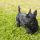 Scottish Terrier