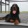 Gordon Setter