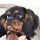 King Charles Spaniel