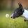 Bull Terrier