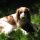 Spaniel Bretón