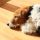 Fox Terrier