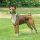Canaan Dog