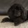 Caniche