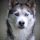 Husky Siberiano