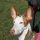 Podenco Ibicenco