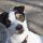 Jack Russel Terrier