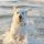 Kuvasz