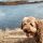 Perro de Agua de Romagna