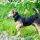Lakeland Terrier