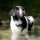 Landseer