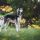 Saluki