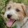 Parson Russell Terrier