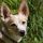 Podenco Canario