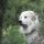 Perro de Montaña de los Pirineos