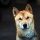 Korea Jindo Dog