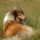 Rough Collie