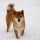 Shiba Inu