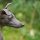 Whippet