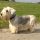Terrier Checo
