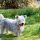 Terrier Glen de Imaal Irlandés