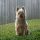 Terrier Sedoso Australiano