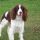 Springer Spaniel Inglés